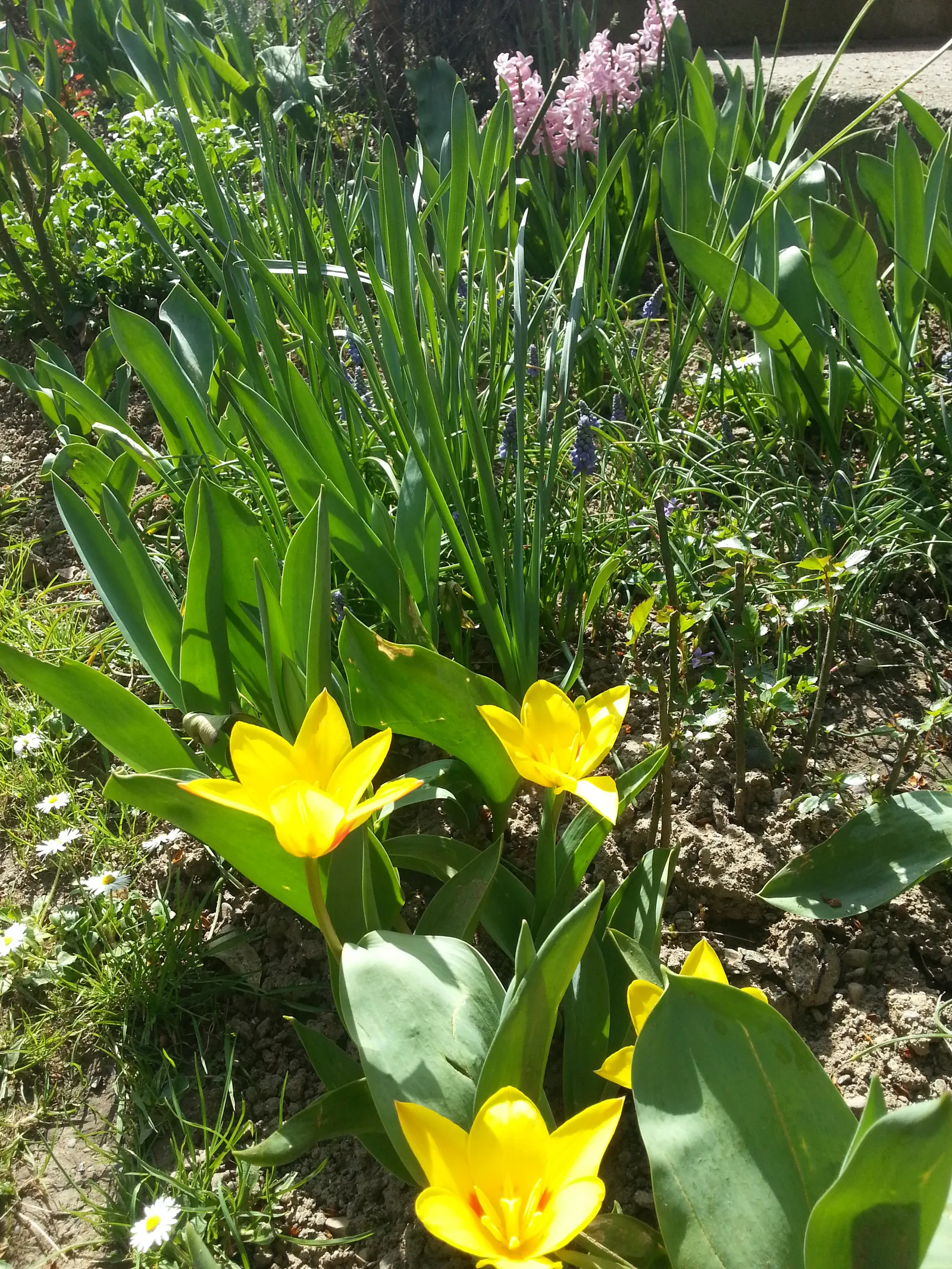 proljece...
