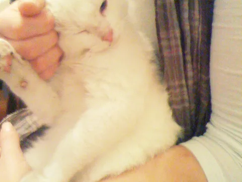 Nika