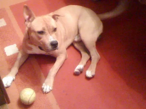 Ares