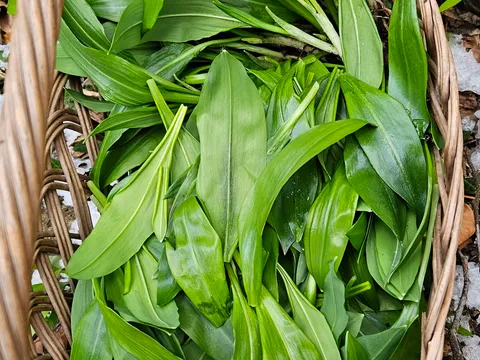  Medvjedji Luk / lat. Allium ursinum
