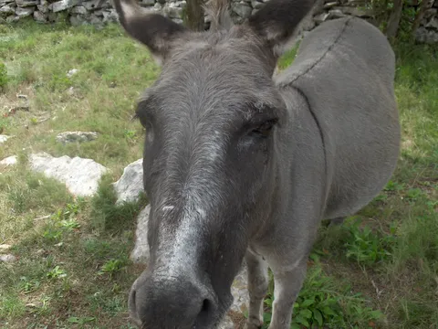 Čiča miča gotova je priča