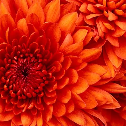 MBB