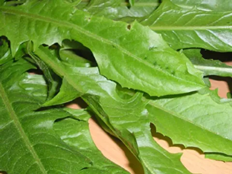Cikorija