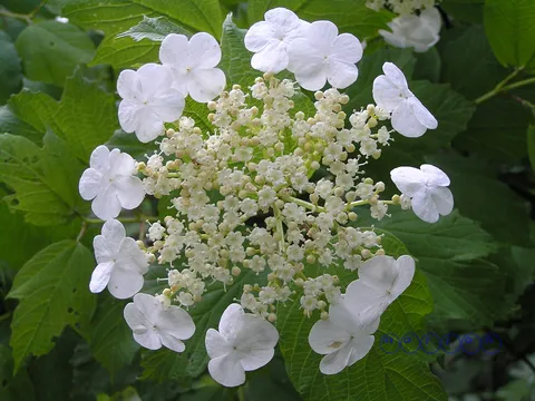 Šibikovina &#8211; crvena udika