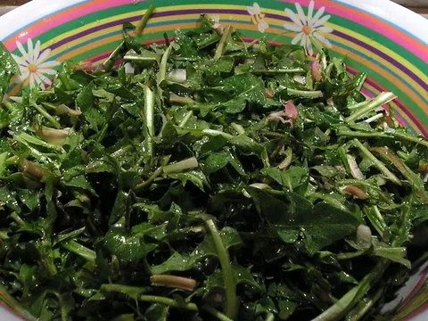 Salata od Divljeg Radica
