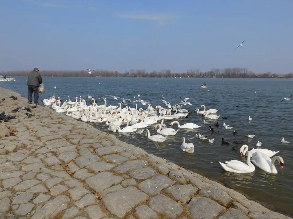 Dunav kod Zemuna, juče
