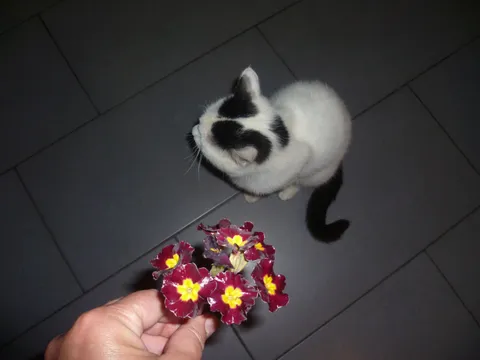 Nisam baš raspoložen za jaglace...