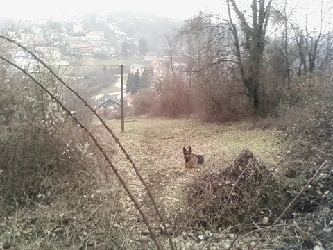 Moji Gračani