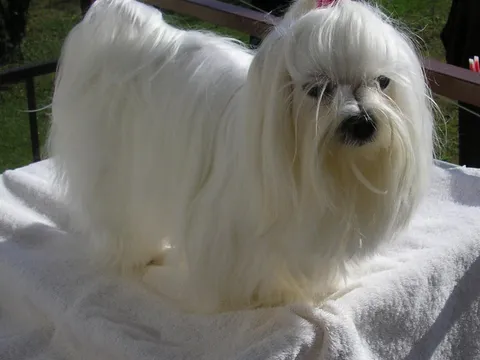Kiti