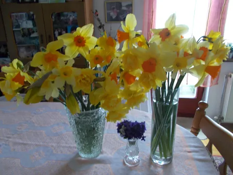 Narcisi
