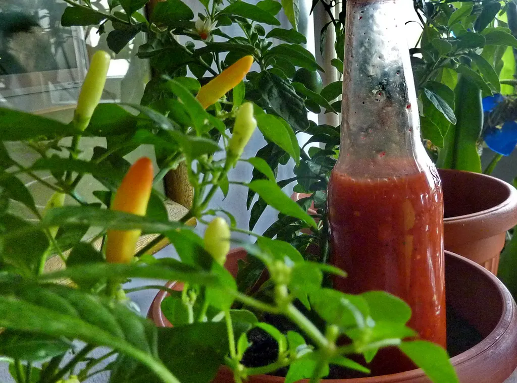 Moj Chilli sos