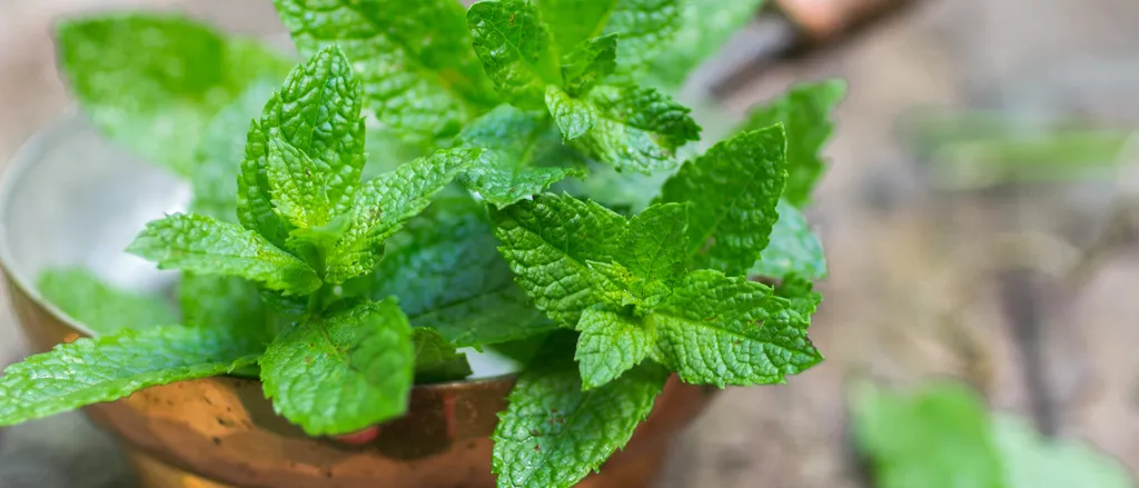 Menta