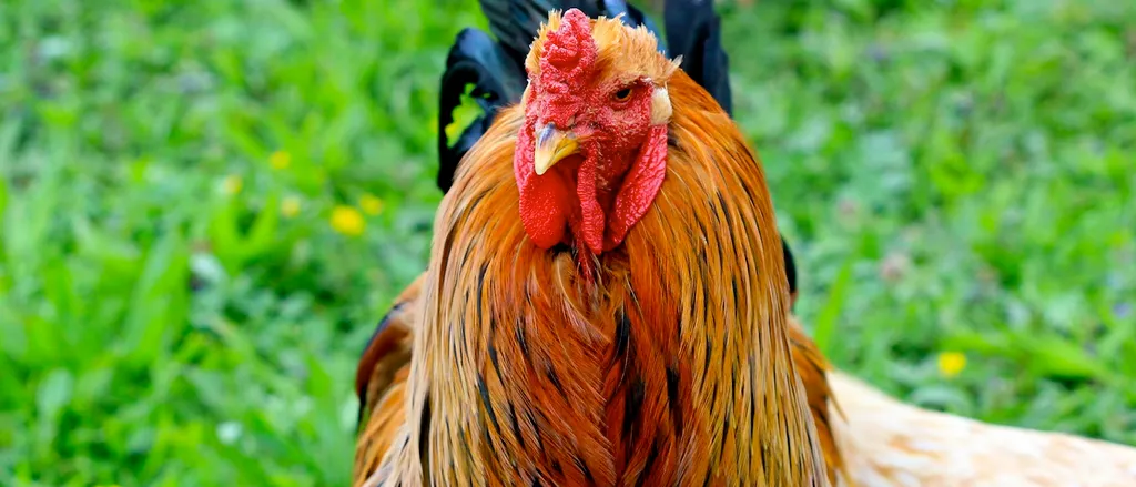 Pera the Brahma