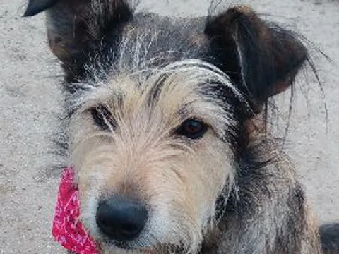 Mindi