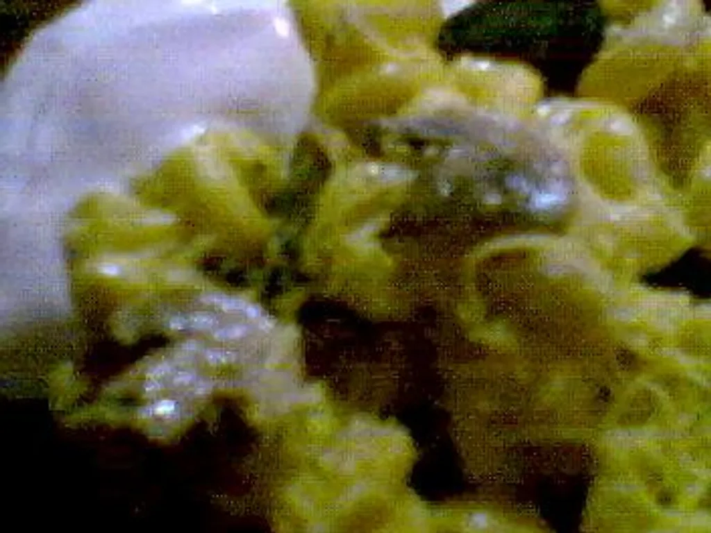 Pasta sa kajmokom