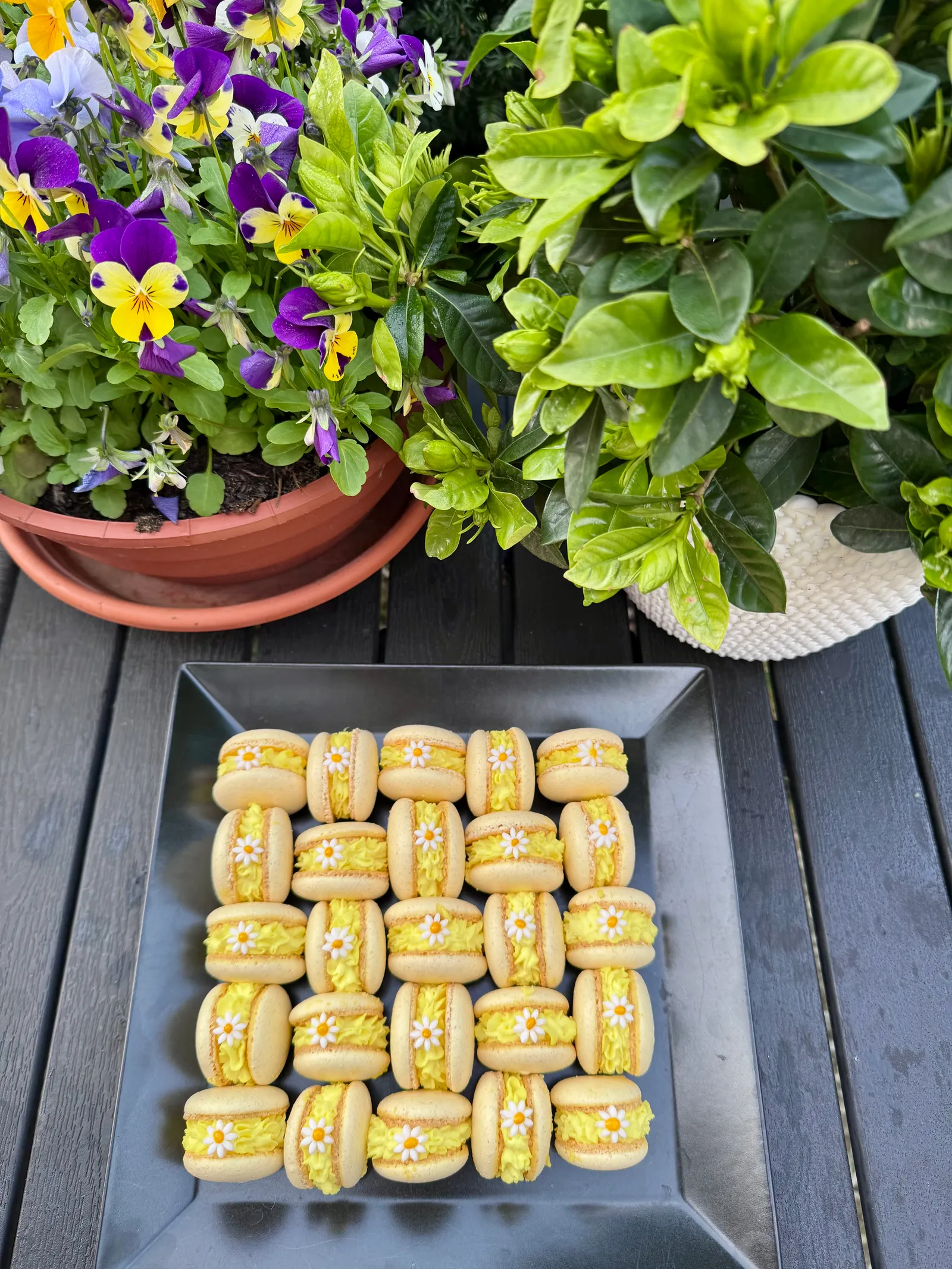 Daisy Macarons 