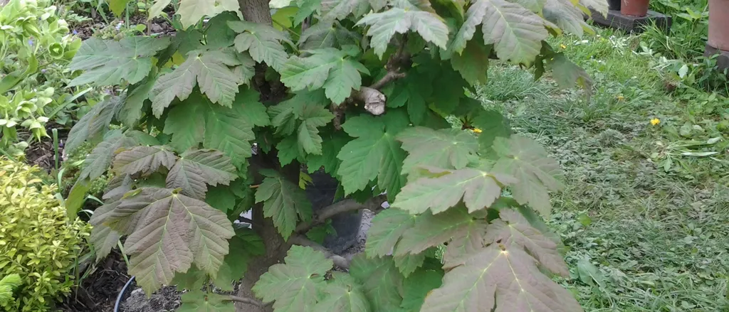 BONSAJI ,KOJE SADI MOJ SIN