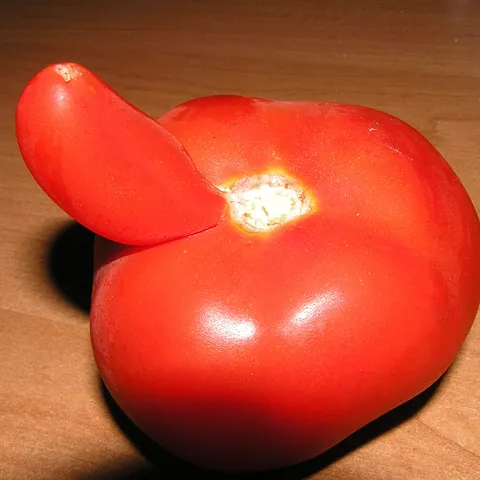 masterkuker
