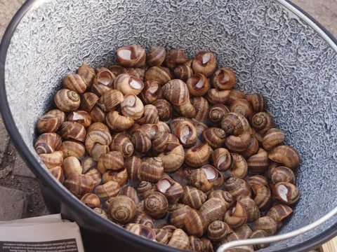 Puževi u vinu
