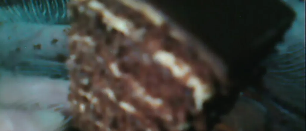 Slasticarska krema