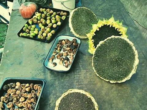 Smokve i Suncokreti :)