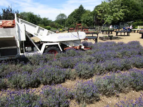 Farma lavande