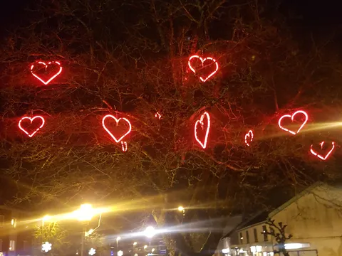 Srce drvo