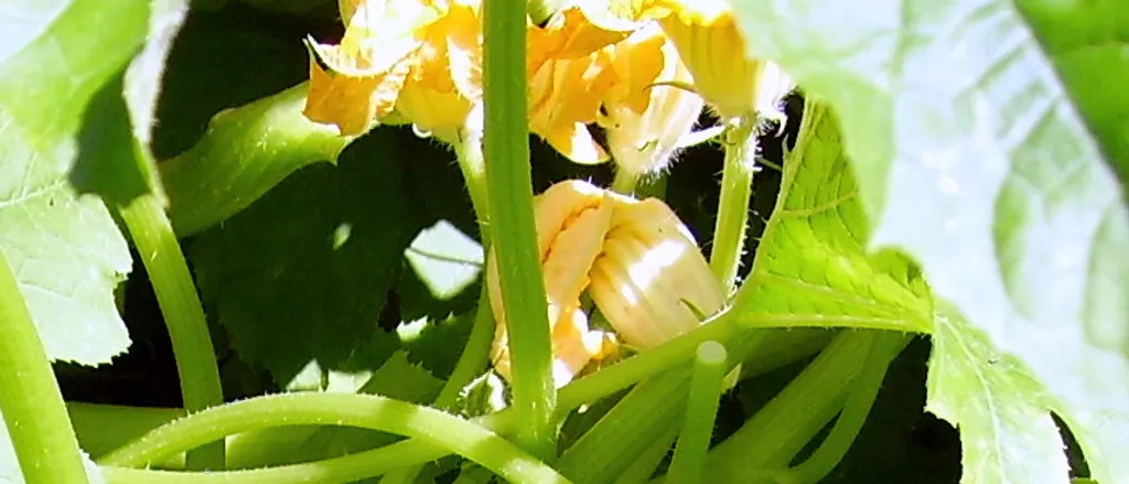 Mozzarela