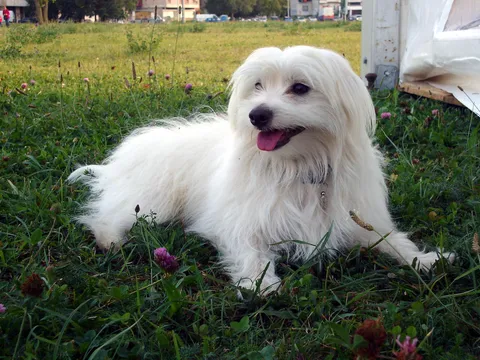 Tobi