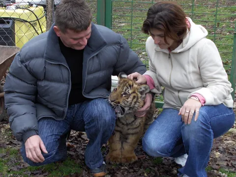 tigar