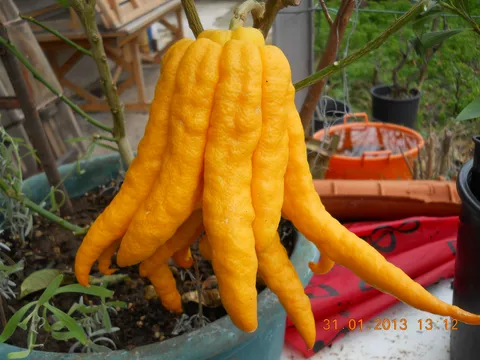 Citrus medica - budina ruka
