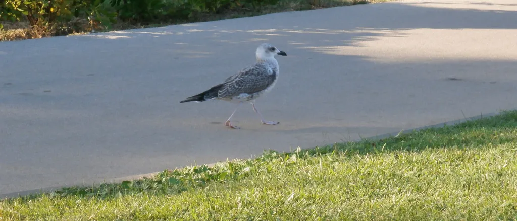Galeb