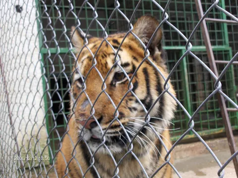 tigar