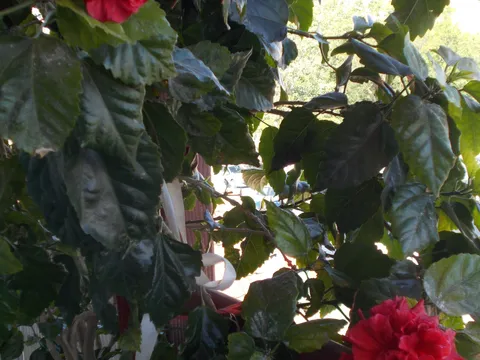 Hibiskus je procvetao