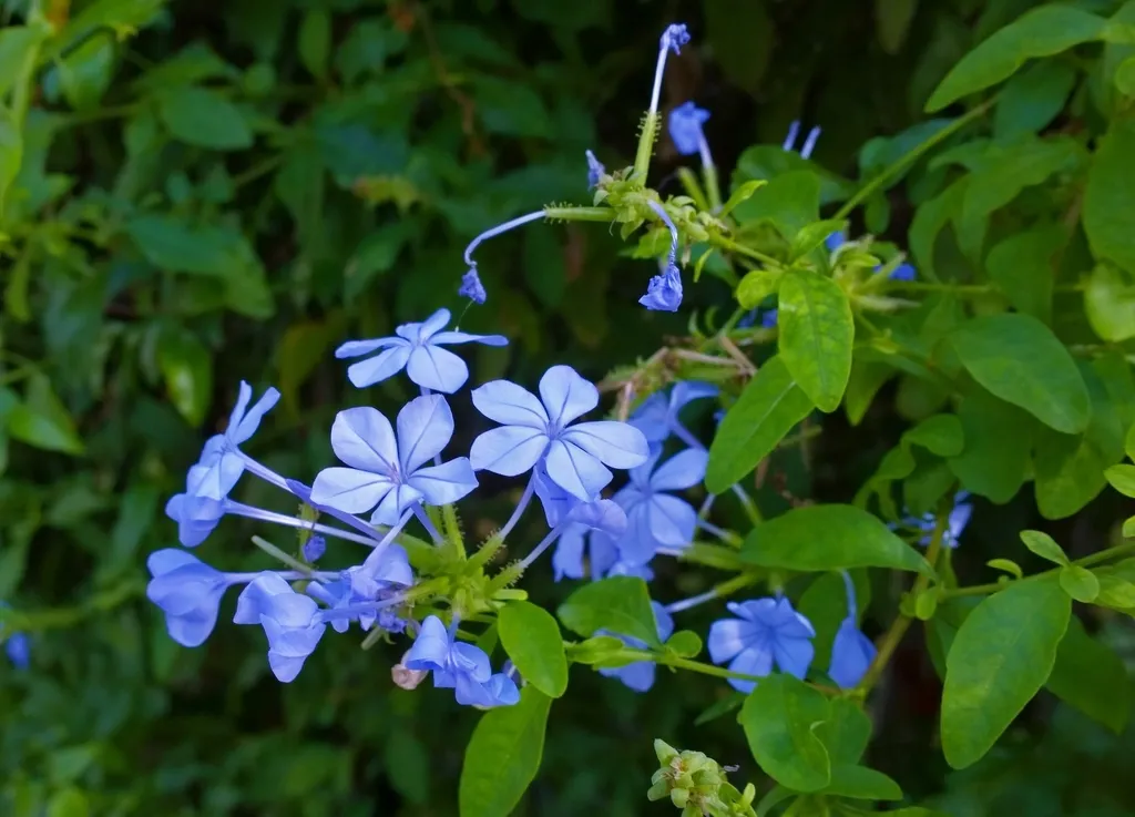 Draga Blue...