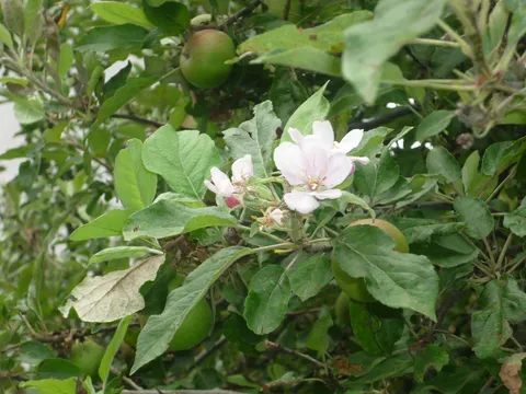 Igra prirode