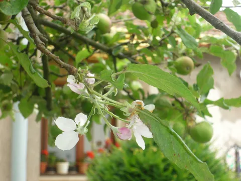 Igra prirode