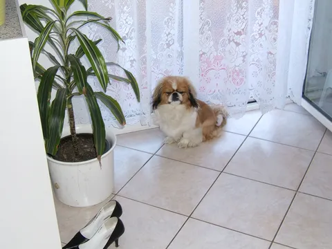 moja "bebica":)