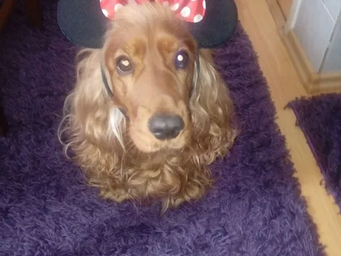 Maza Mouse
