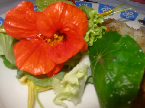 Salata od dragoljuba