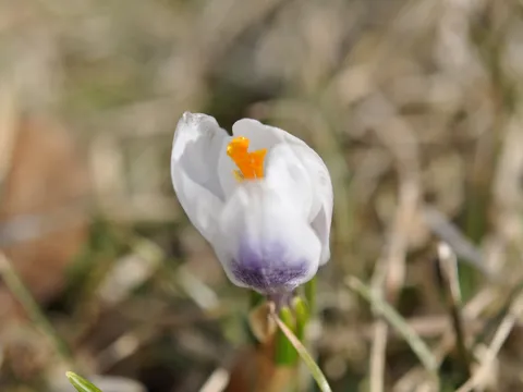 Moj prvi krokus