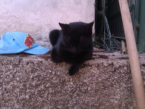 Macak Vedran pomaze u vrtu...ne :)