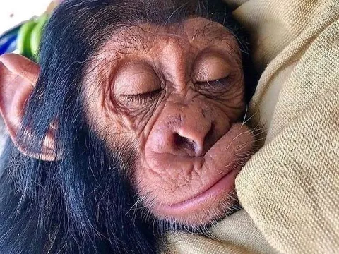 monkey 002.jpg