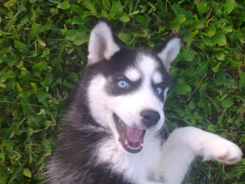 Sawyer!