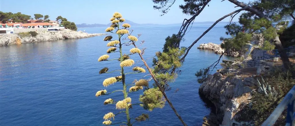 LJEČILIŠTE VELI LOŠINJ