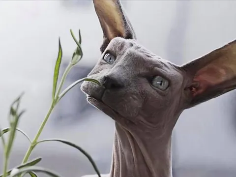 cat