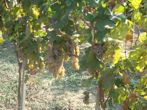 moj vinograd