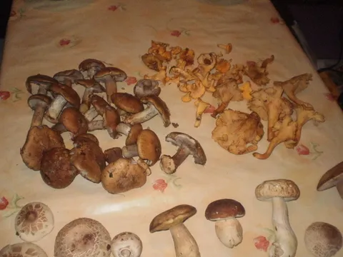 mmm gljiviceeeeee