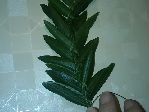 Antirecept; kako isplesti maslinovu grančicu