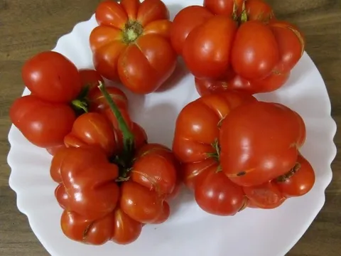 Putnička rajčica